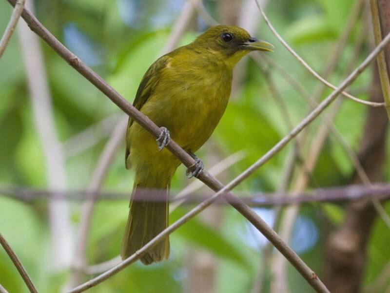 Bulbul dorato delle Halmahera, Foto 3