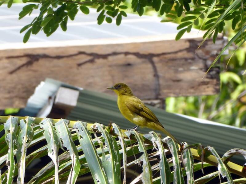 Bulbul dorato delle Halmahera