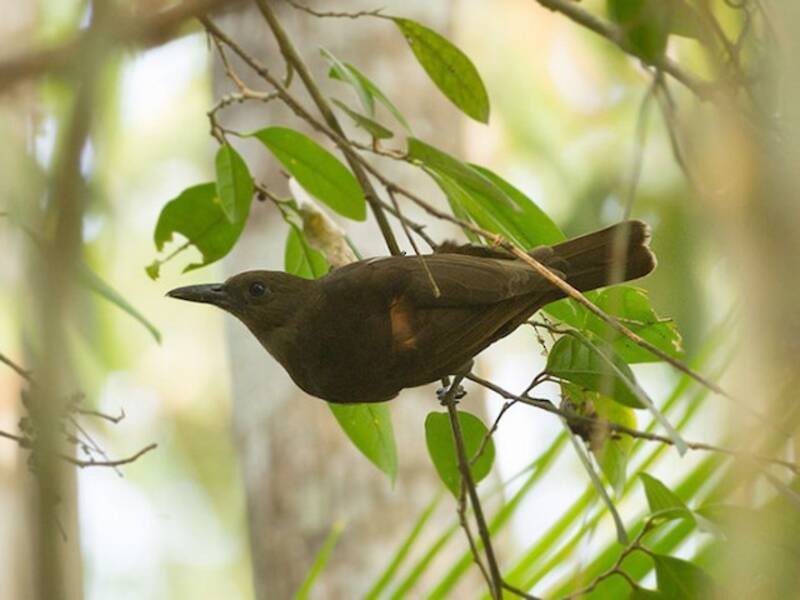 Oropéndola de Halmahera, Fotos 3