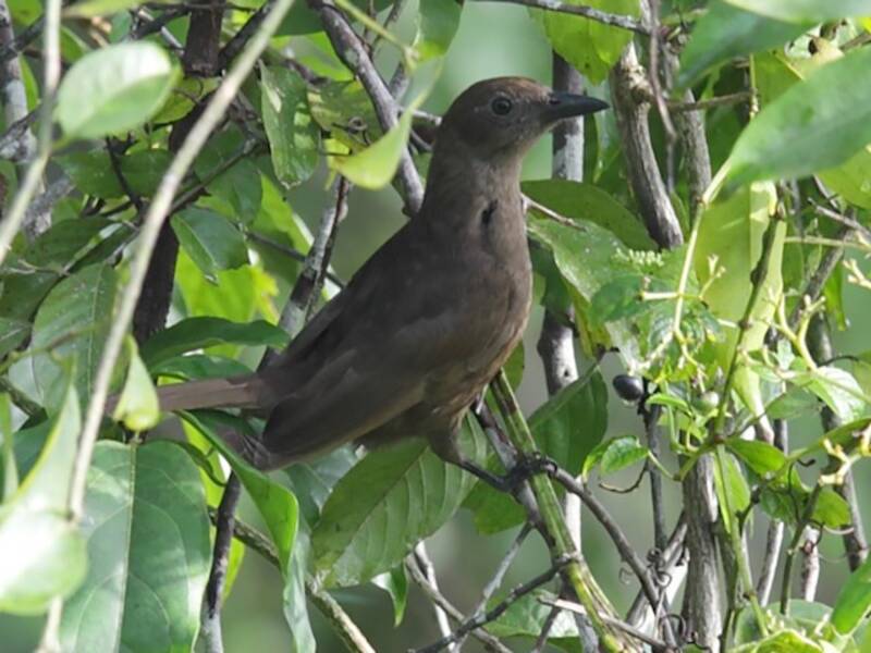 Oropéndola de Halmahera, Fotos 4