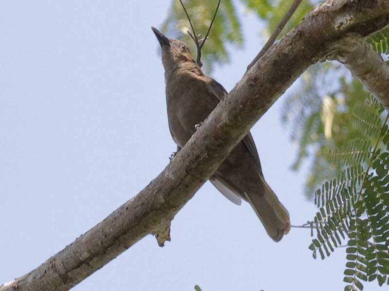 Halmahera Oriole