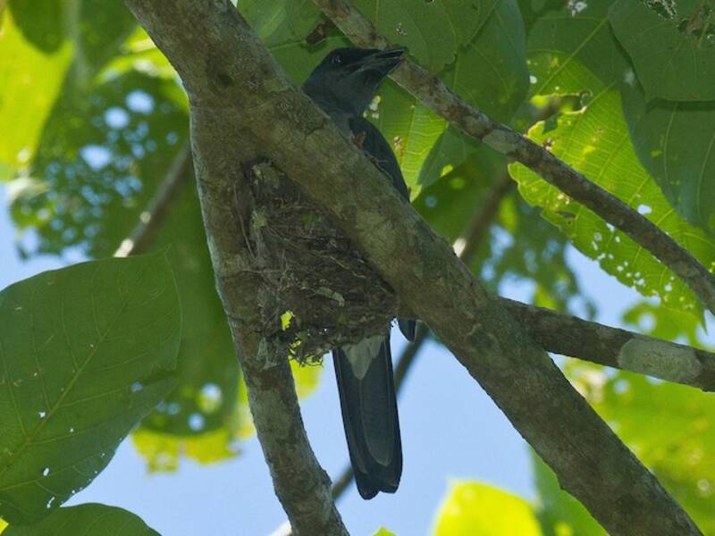 Oropéndola de Halmahera, Fotos 2