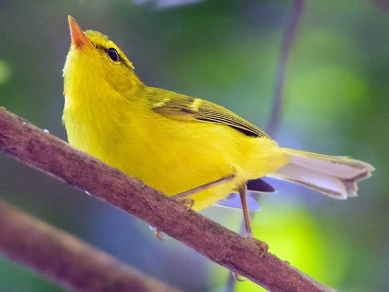 Luì dell'Hainan, Foto 4
