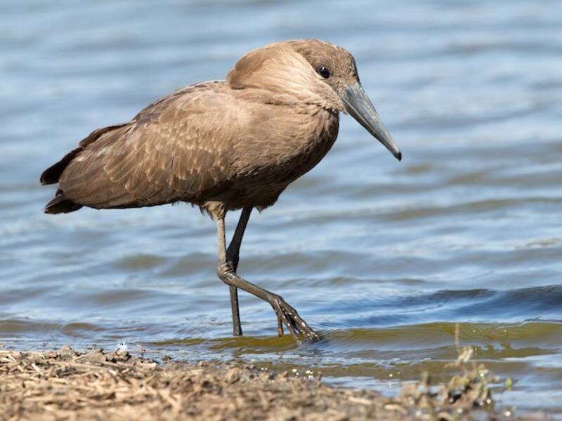 Hamerkop (Scopus umbretta)