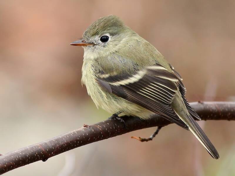 Hammond's Flycatcher (Empidonax hammondii)