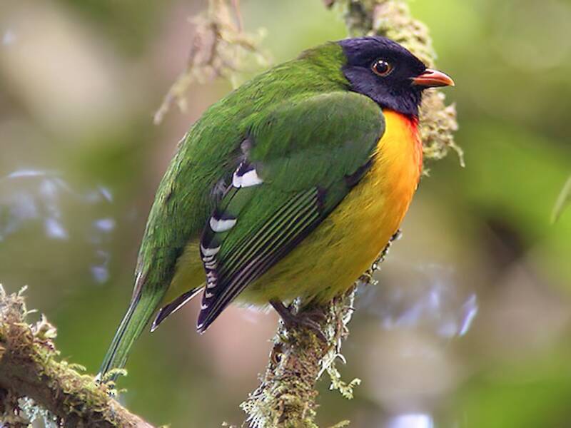 Handsome Fruiteater, Photos 2