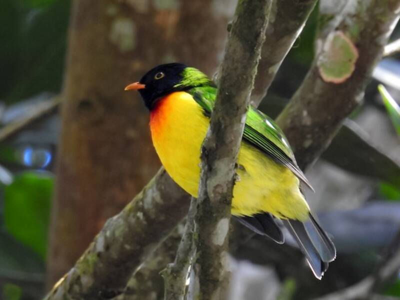 Handsome Fruiteater, Photos 3