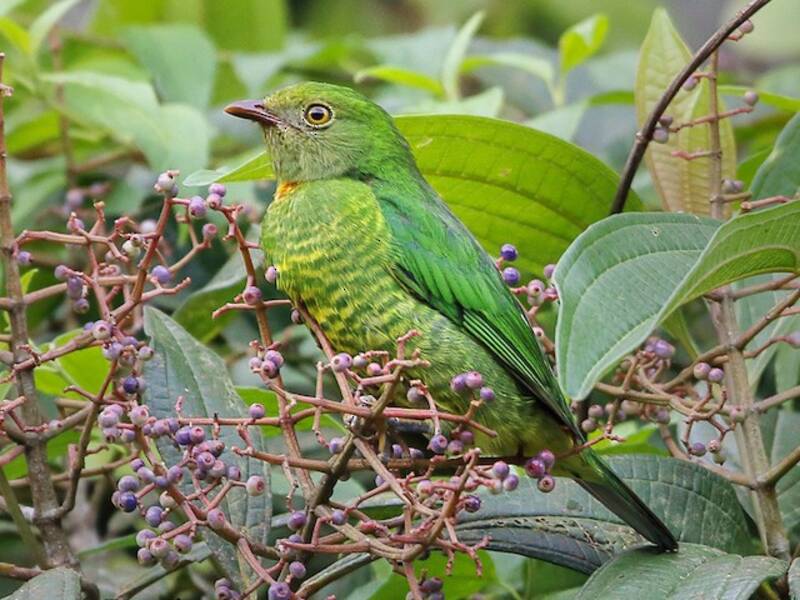 Handsome Fruiteater