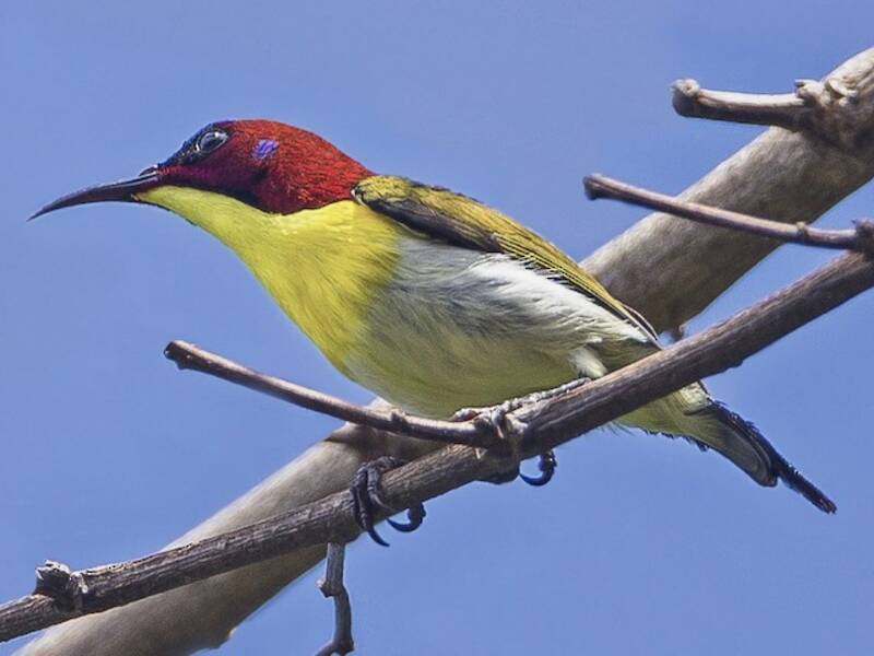 Handsome Sunbird, 照片 3