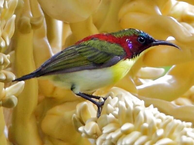 Handsome Sunbird, 照片 4