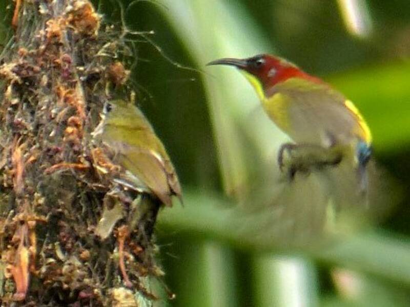 Handsome Sunbird, 照片 2