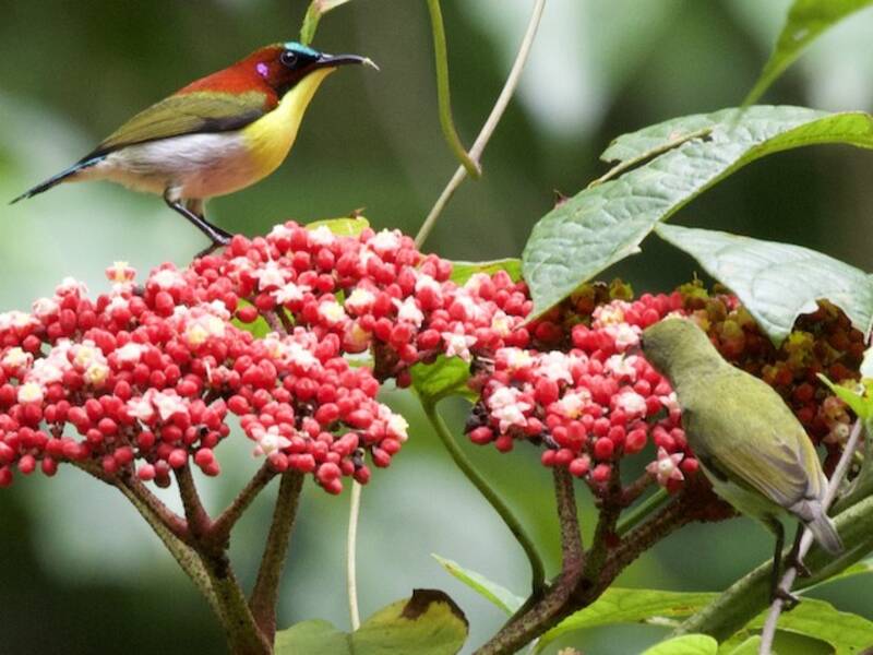 Handsome Sunbird