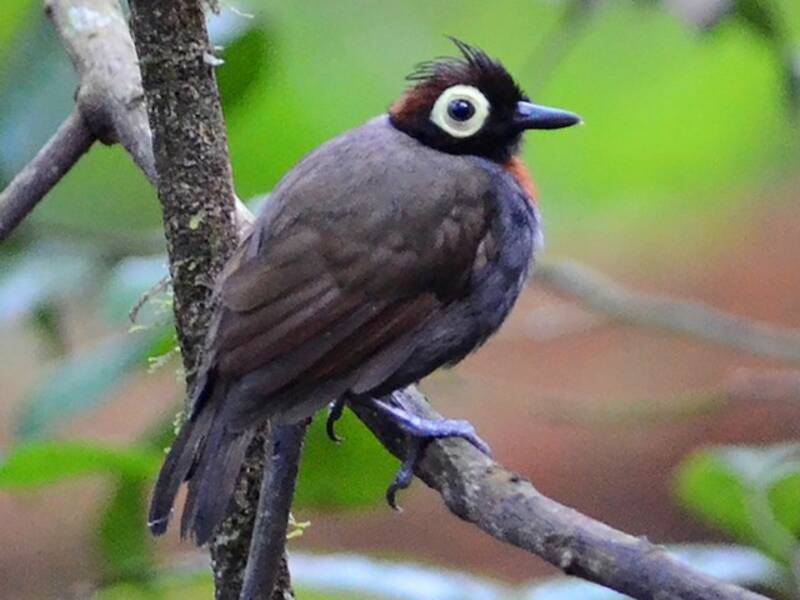 Harlequin Antbird, Photos 3