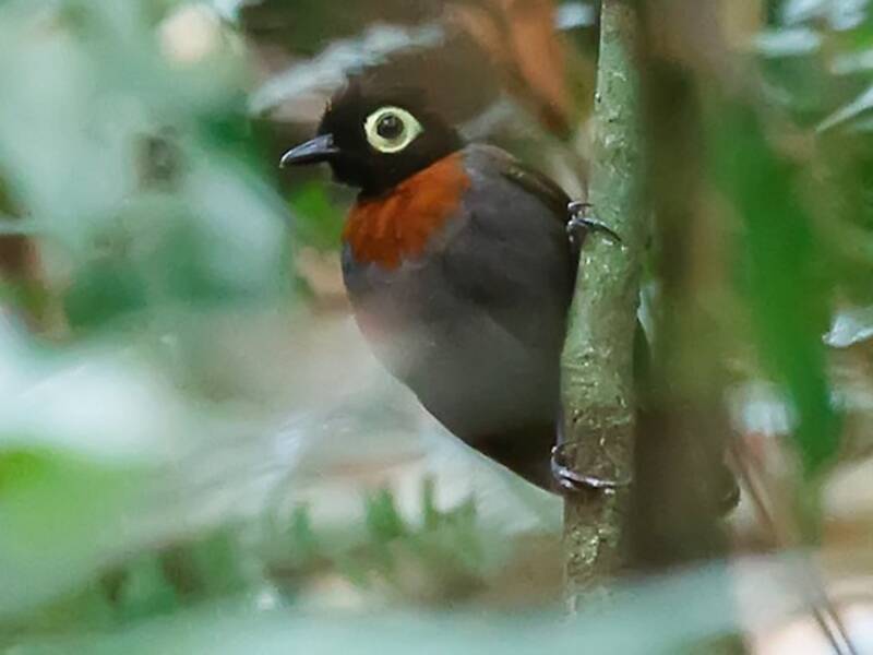 Harlequin Antbird, Photos 2