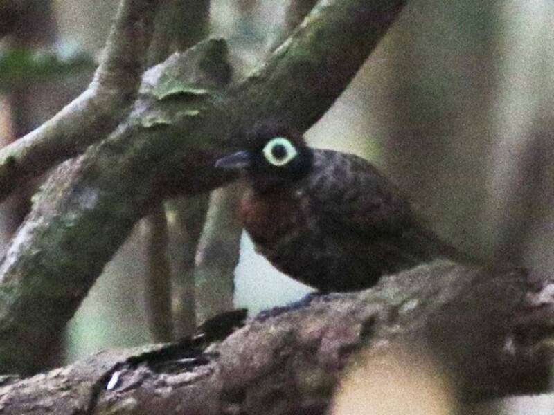 Harlequin Antbird, Photos 1