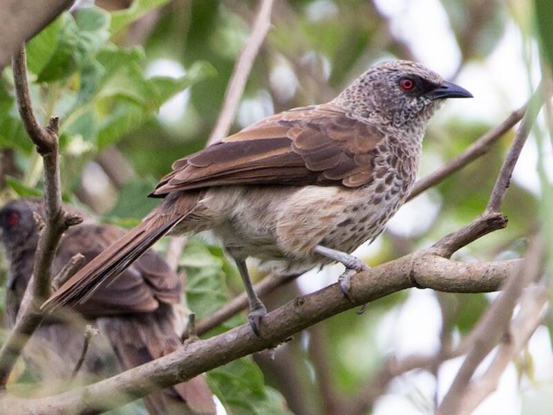 Hartlaub's Babbler, 照片 3
