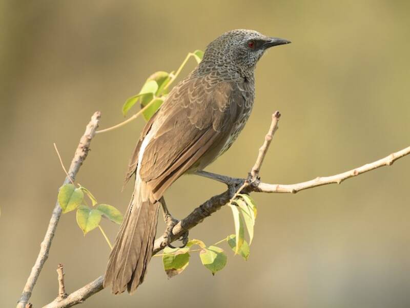 Hartlaub's Babbler, 照片 4