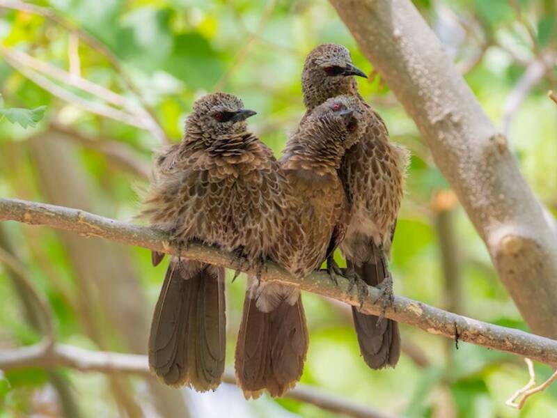 Hartlaub's Babbler, 照片 2