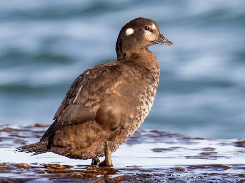 Harlequin Duck (Histrionicus histrionicus)