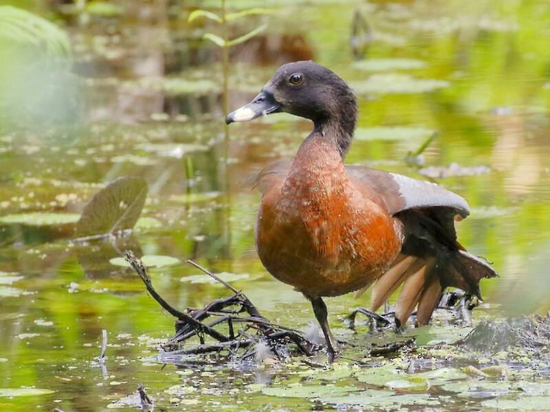 Pato de Hartlaub, Fotos 2