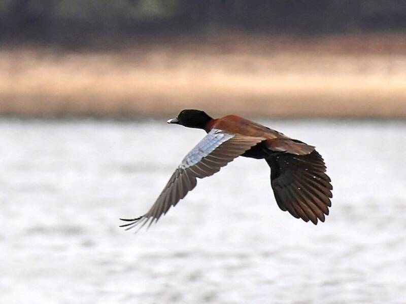 Pato de Hartlaub, Fotos 4