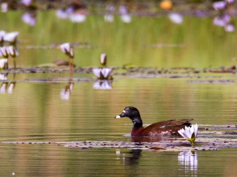 Hartlaub's Duck