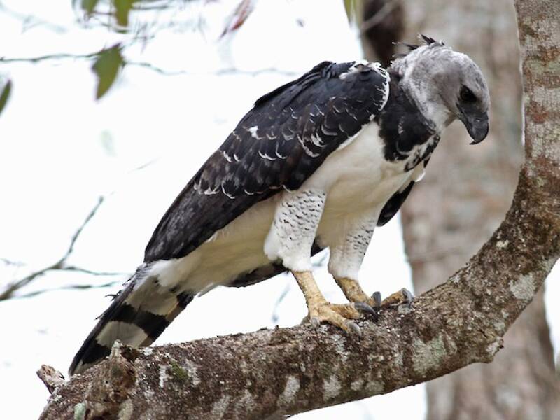 Harpy Eagle, Photos 4
