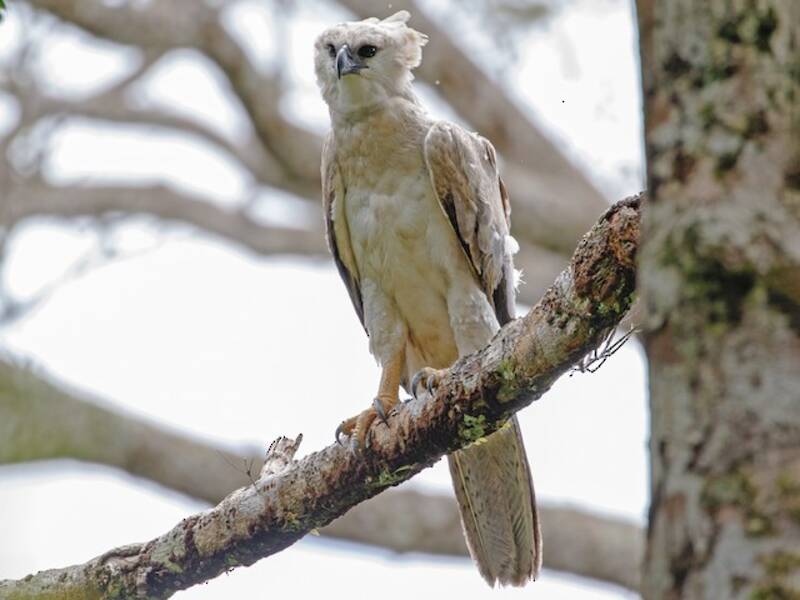 Harpy Eagle (Harpia harpyja)