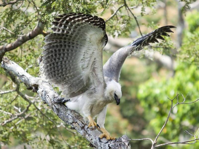 Harpy Eagle, Photos 2