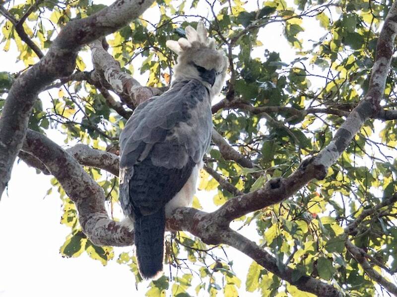 Harpy Eagle, Photos 3