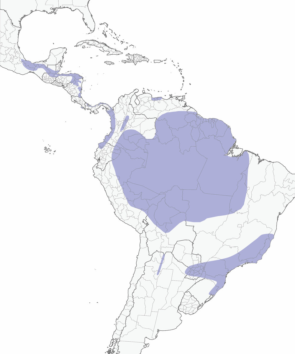 Harpy Eagle, Distribution 1