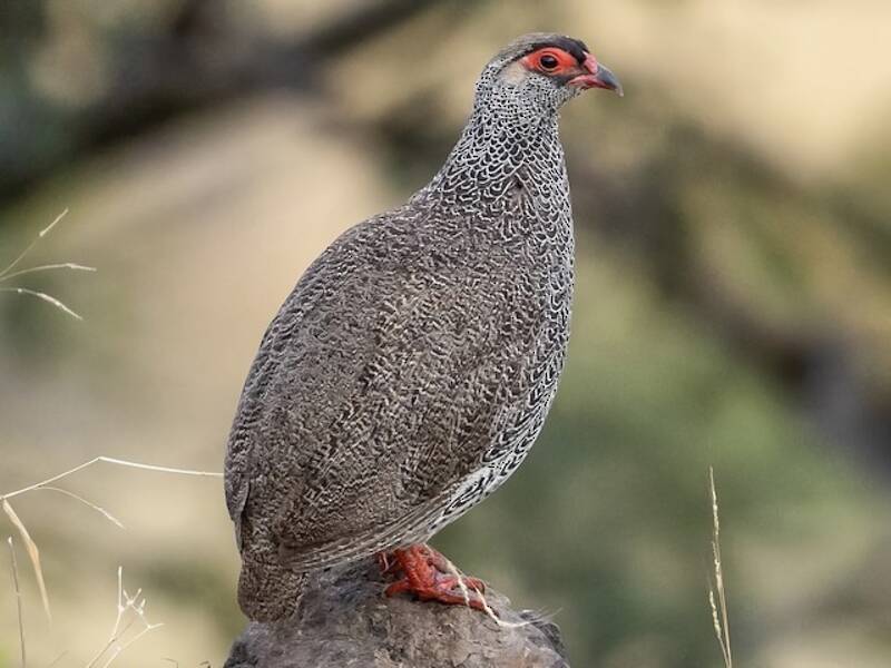 Francolin de Harwood, Photos 4