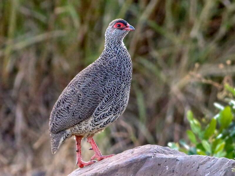 Francolin de Harwood, Photos 3