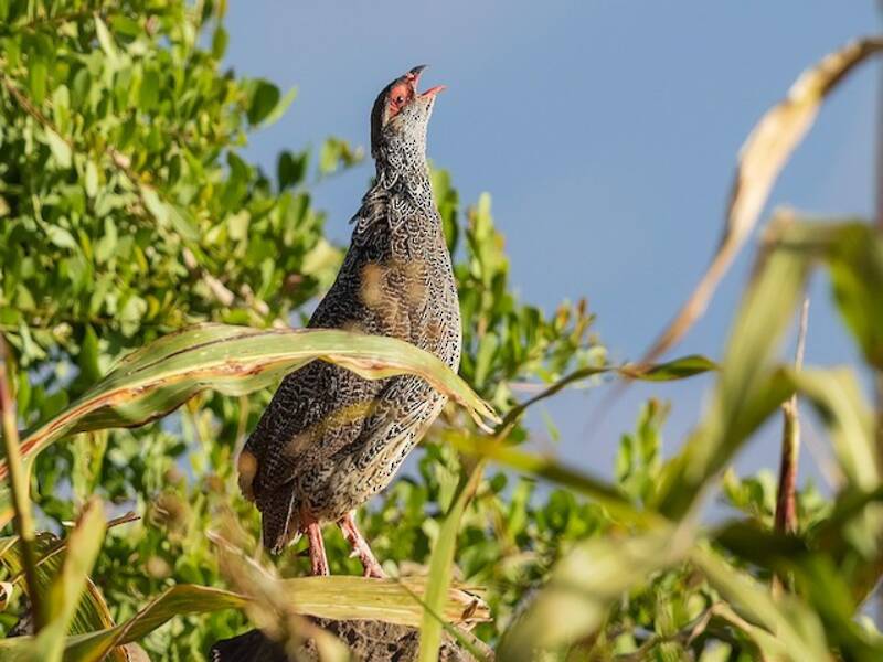 Francolin de Harwood, Photos 2