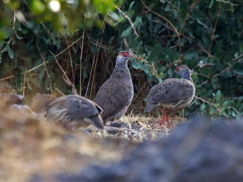 Francolin de Harwood