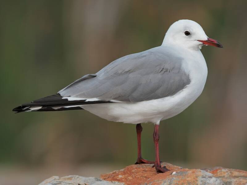 Gaviota de Hartlaub