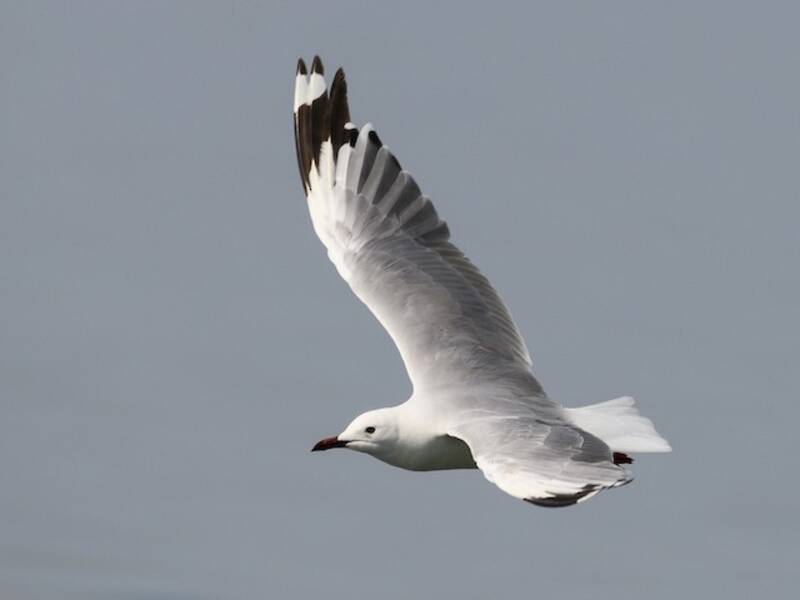 Hartlaub's Gull, Photos 2