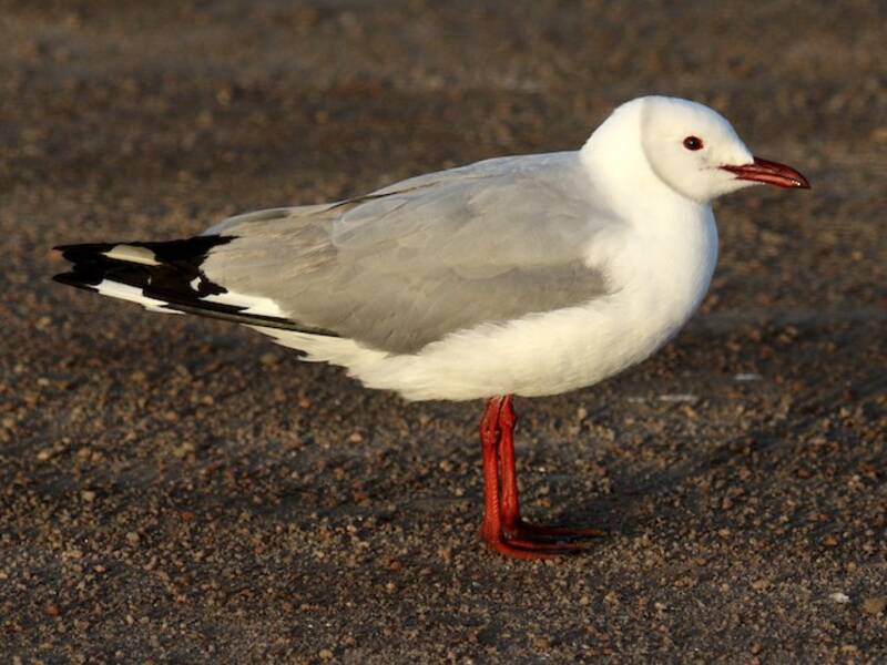 Hartlaub's Gull, Photos 3