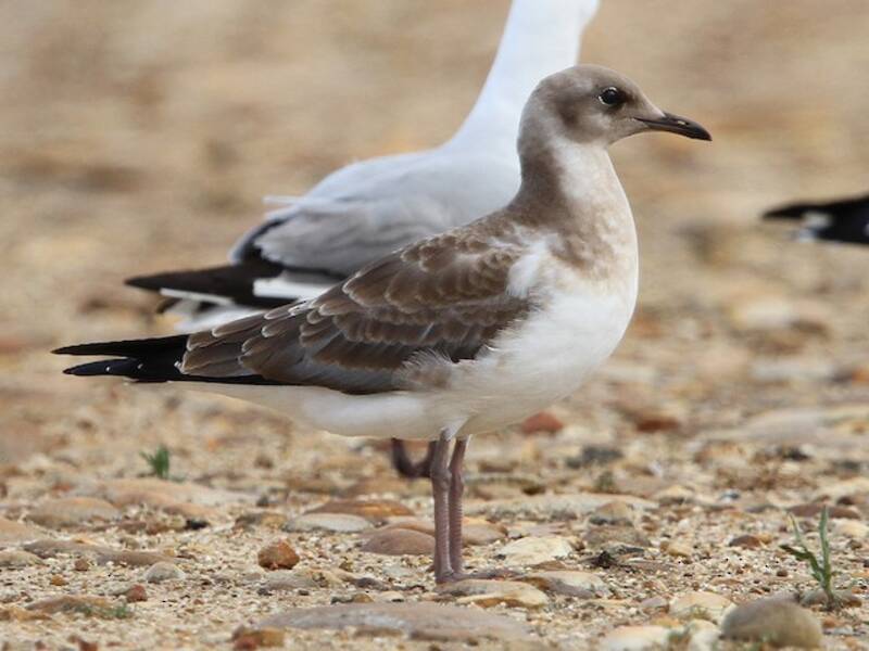 Hartlaub's Gull, Photos 4