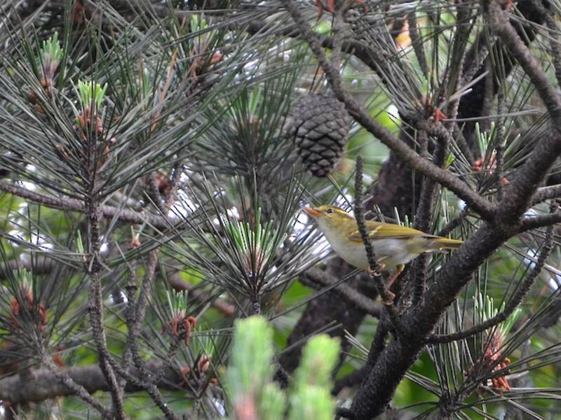 Pouillot de Hartert - Phylloscopus goodsoni