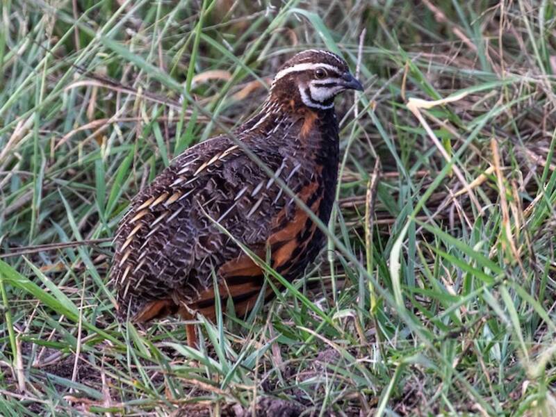 Harlequin Quail, 照片 3