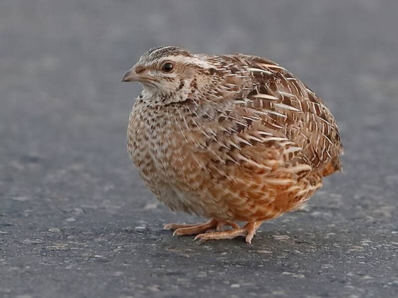 Harlequin Quail, 照片 2