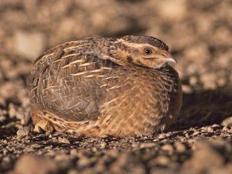 Harlequin Quail, 照片 4
