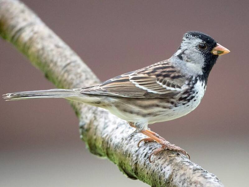 Harris's Sparrow, Photos 2