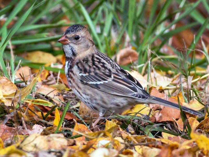 Harris's Sparrow