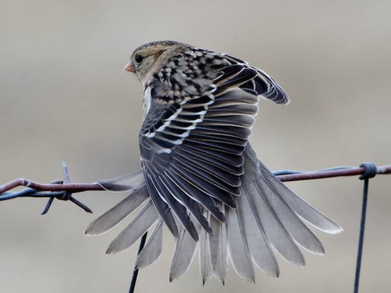 Harris's Sparrow, Photos 3