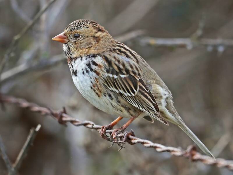 Harris's Sparrow, Photos 4