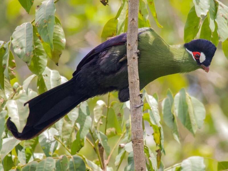 Turaco de Hartlaub, Fotos 3