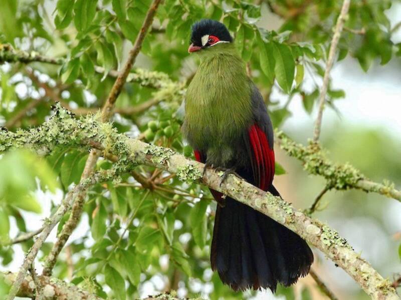 Turaco de Hartlaub, Tauraco hartlaubi