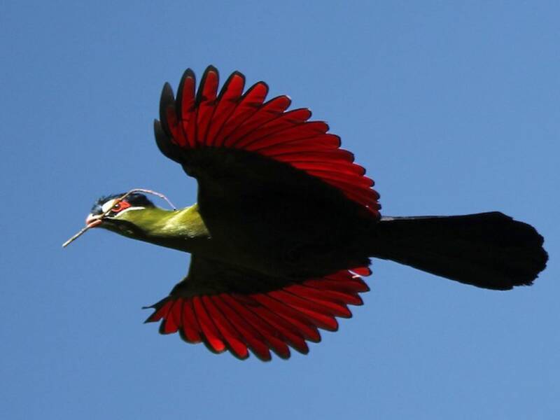 Turaco de Hartlaub, Fotos 2